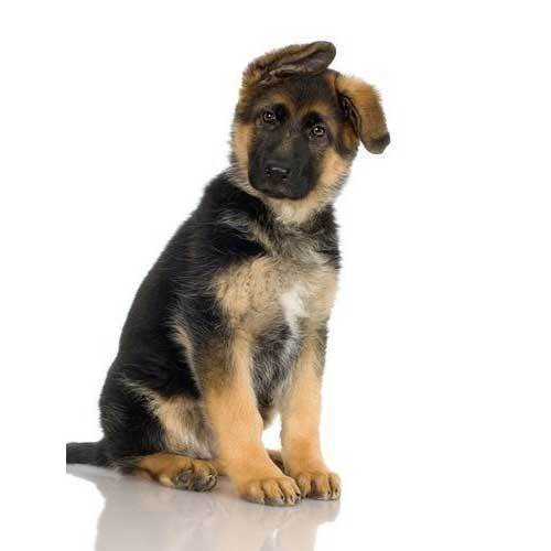 German Shepherd Dogs For Sale in Delhi | German Shepherd Puppy Price | Dogs  For Sale