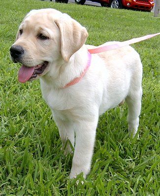 ORIGINAL BREED | LABRADOR Puppy Price in Delhi