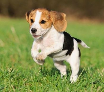 beagle