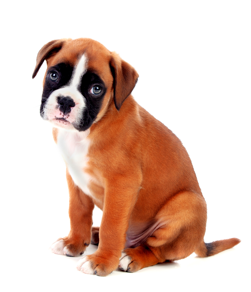 boxer puppy